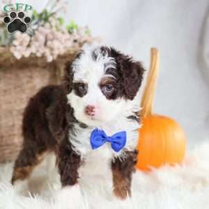 Figo, Mini Bernedoodle Puppy
